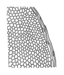 Distichophyllum pulchellum s.s., laminal cells and border at mid leaf. Drawn from W. Martin 179.18, CHR 464387.
 Image: R.C. Wagstaff © Landcare Research 2017 